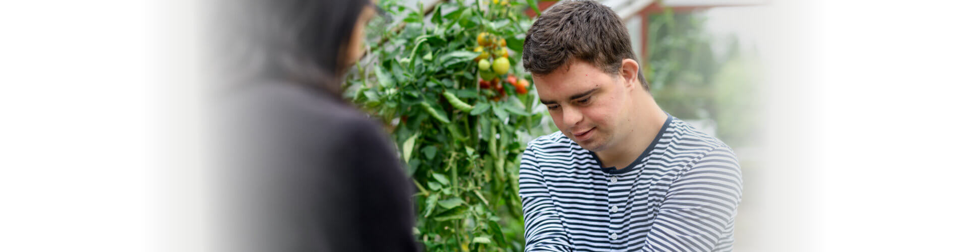 Down syndrome adult man gathering tomatoes in greenhouse, gardening concept.